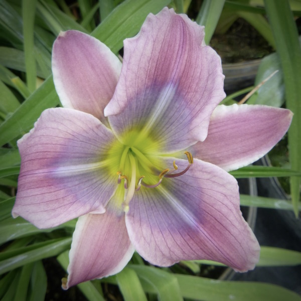 Violet Flutter - Sold Out